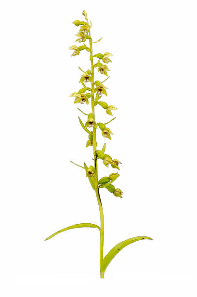 Lápiz de color de las imágenes de naturaleza Orchids - foto de stock