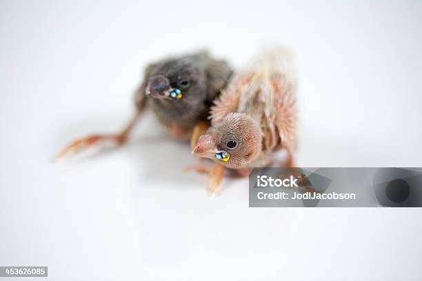 コキンチョウ Hatchlings - ペットのストックフォトや画像を多数ご用意 - ペット, 鳥, 2匹