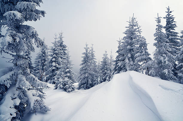 istock Winter in the mountain forest 453626753