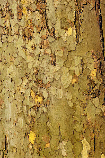 Platan tree bark stock photo