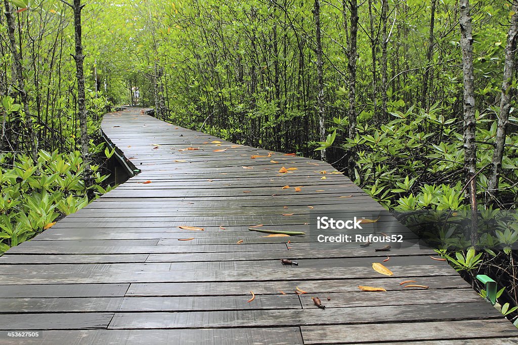 Legno strada strada tra le mangrovie, Tailandia - Foto stock royalty-free di Acqua
