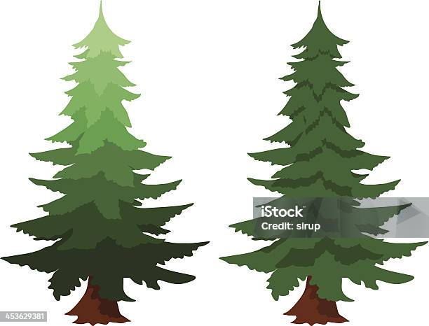 Evergreen Fir Trees Stock Illustration - Download Image Now - Douglas Fir, Illustration, Botany