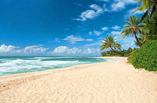 Intacto playa de arena con palmeras árboles y aguas azules del mar - foto de stock