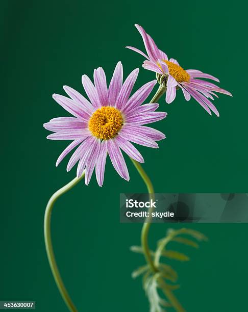 Violeta Michaelmas As Margaridas - Fotografias de stock e mais imagens de Amarelo - Amarelo, Ao Ar Livre, Beleza