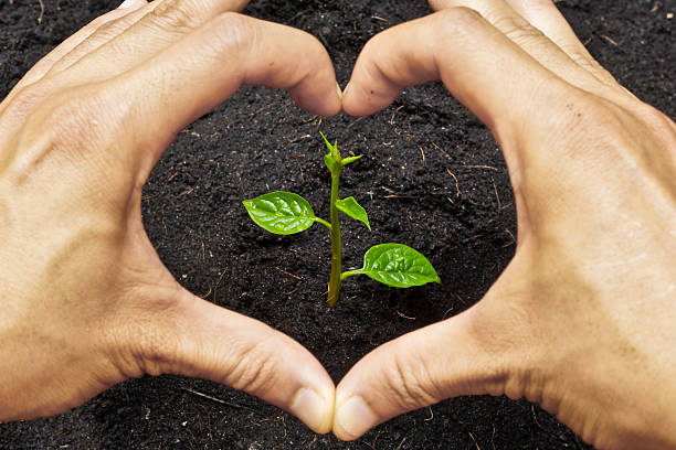 istock two hands forming heart shape around a young plant 453632745