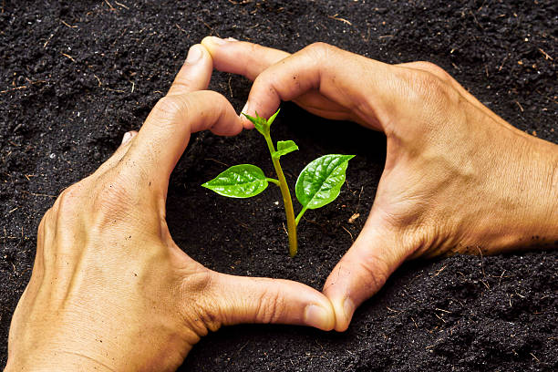 istock two hands forming heart shape around a young plant 453632759
