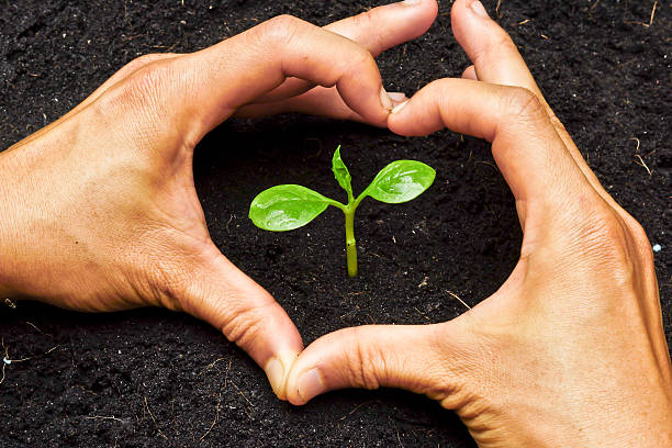istock two hands forming heart shape around a young plant 453632769
