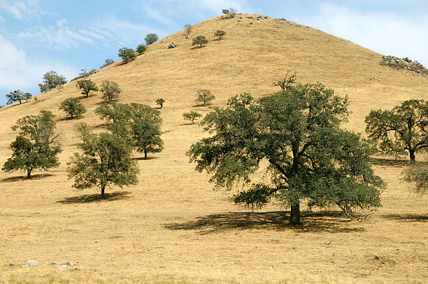 california bosco di querce - tehachapi foto e immagini stock