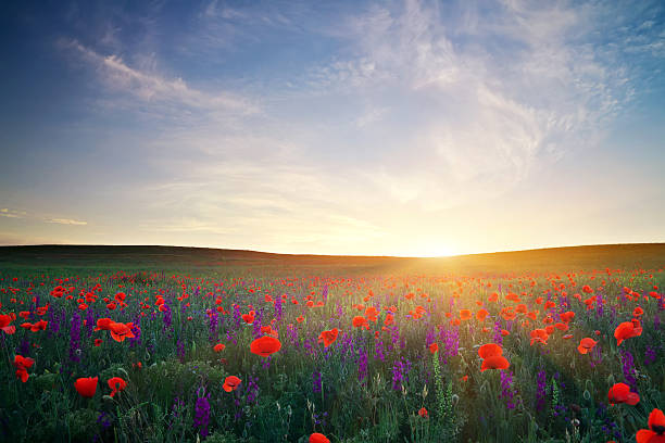 istock Field with flowers against the sunset sky 453633243