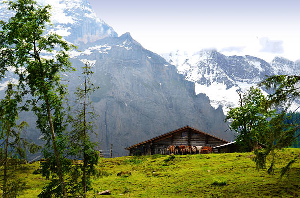 Spring on the Alps stock photo