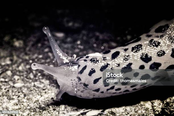 Leopard Slug In Ultraviolet Stock Photo - Download Image Now - Animal, Animal Body Part, Animal Eye