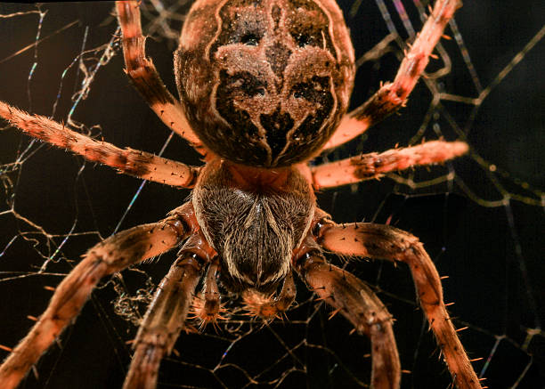 ﾀｯｷｴ 무당거미 접사를 - eight legged 뉴스 사진 이미지