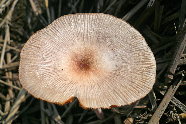 fungi a kind of umbrella fungi marasmius siccus stock pictures, royalty-free photos & images