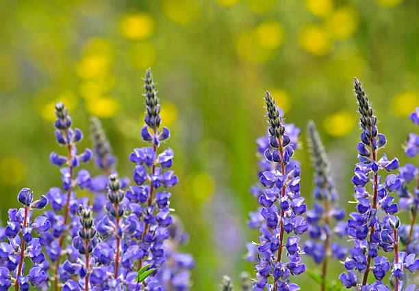 blue łubin w lato łąka - wildflower flower colorado lupine zdjęcia i obrazy z banku zdjęć