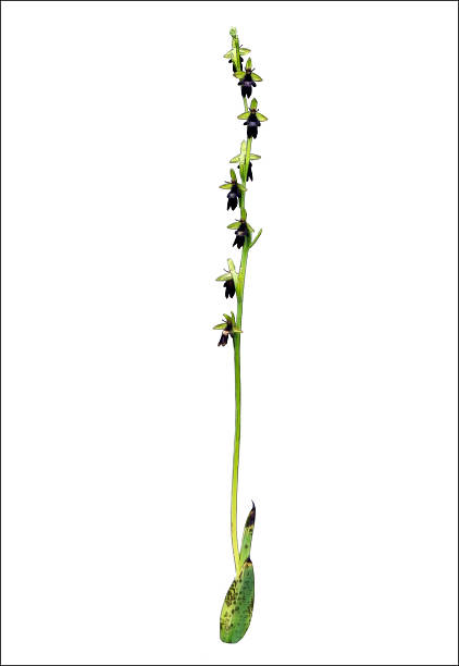 Lápiz de color de las imágenes de naturaleza Orchids - foto de stock