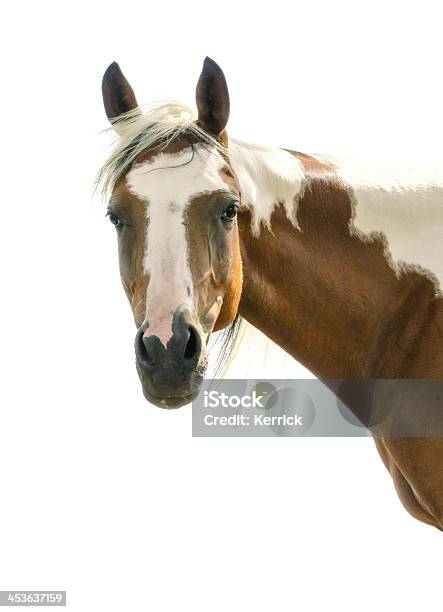 Pinto Arabischen Mareisoliert Auf Weiss Stockfoto und mehr Bilder von Malfarbe - Malfarbe, Pferd, Weißer Hintergrund