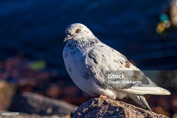 Retrato De Um Pombo - Fotografias de stock e mais imagens de Afiado - Afiado, Analisar, Andar