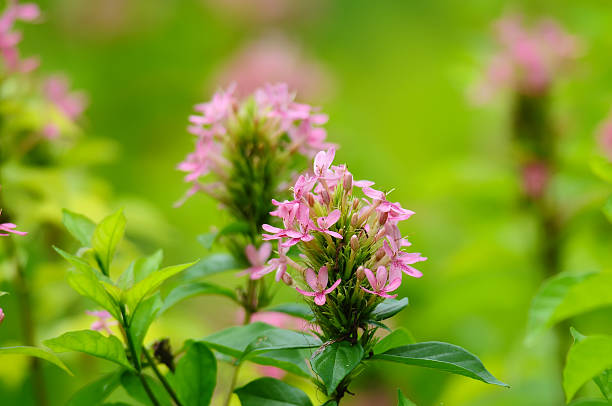 istock Beautiful Pink flower spike, in the park 453637435