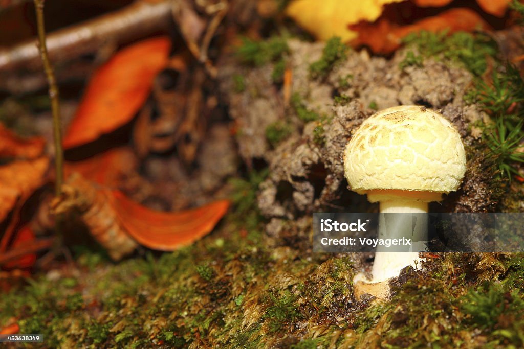 Weiße Pilze im Wald im freien Natur - Lizenzfrei Braun Stock-Foto