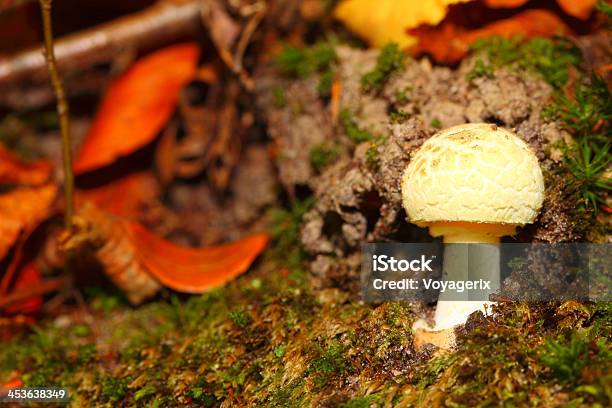 Weiße Pilze Im Wald Im Freien Natur Stockfoto und mehr Bilder von Braun - Braun, Extreme Nahaufnahme, Fotografie