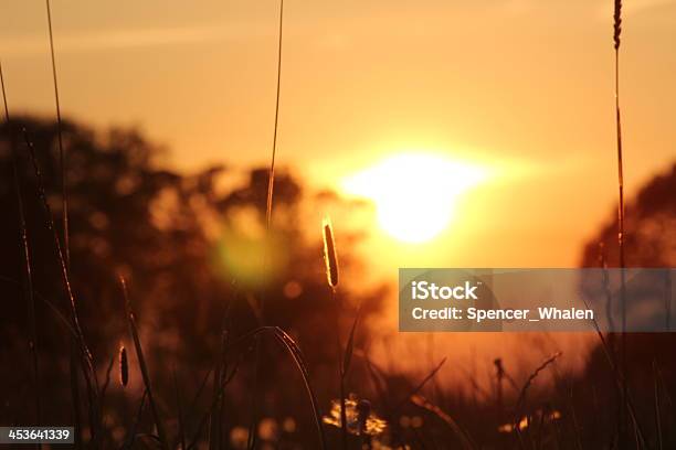 Foto de Meadow Pôrdosol e mais fotos de stock de Semente de dente-de-leão - Semente de dente-de-leão, Campo, Cena Rural