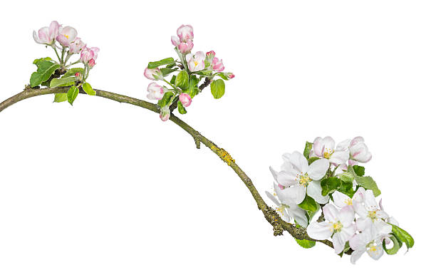 istock Blossoming branch of Apple tree, isolated 453643021