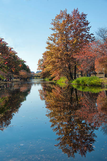 istock Foliage at Charles River in Boston 453643341