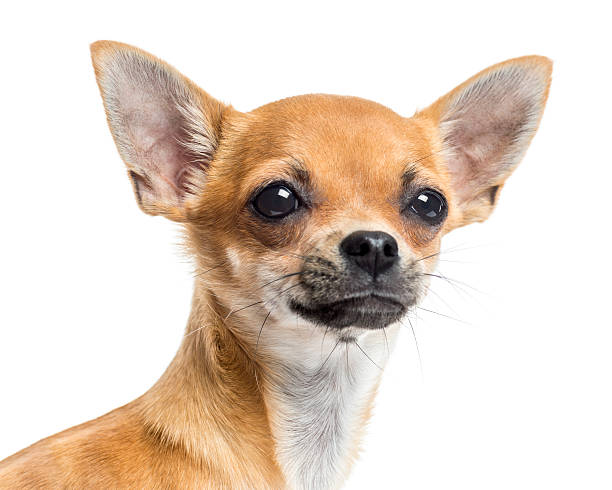 istock Close up of a Chihuahua, isolated on white 453646849