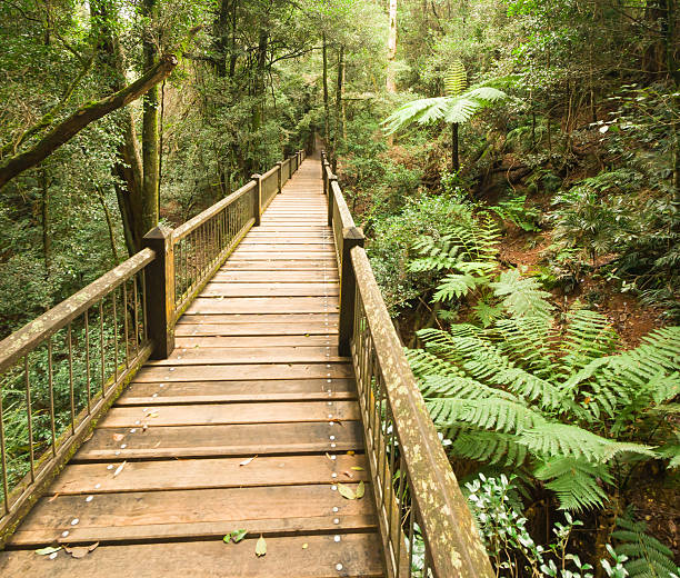 A walkway through the rainforest in majestic Dorrigo National Park.  Dorrigo National Park is a swatch of World Heritage Listed rainforest roughly 40 kilometers inland from Coffs Harbour.  The mountains bordering the coastline are covered in dense, unforgiving rainforest with deep canyons, rivers and a myriad of waterfalls.