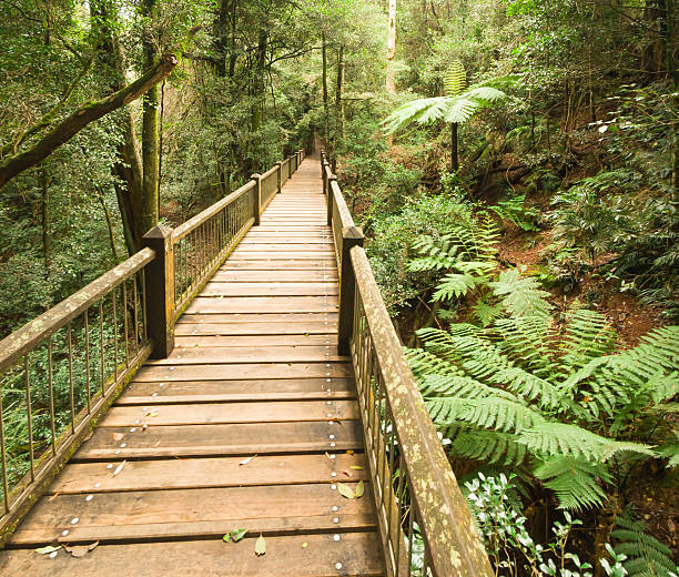 Dorrigo Rainforests A walkway through the rainforest in majestic Dorrigo National Park.  Dorrigo National Park is a swatch of World Heritage Listed rainforest roughly 40 kilometers inland from Coffs Harbour.  The mountains bordering the coastline are covered in dense, unforgiving rainforest with deep canyons, rivers and a myriad of waterfalls. coffs harbour stock pictures, royalty-free photos & images