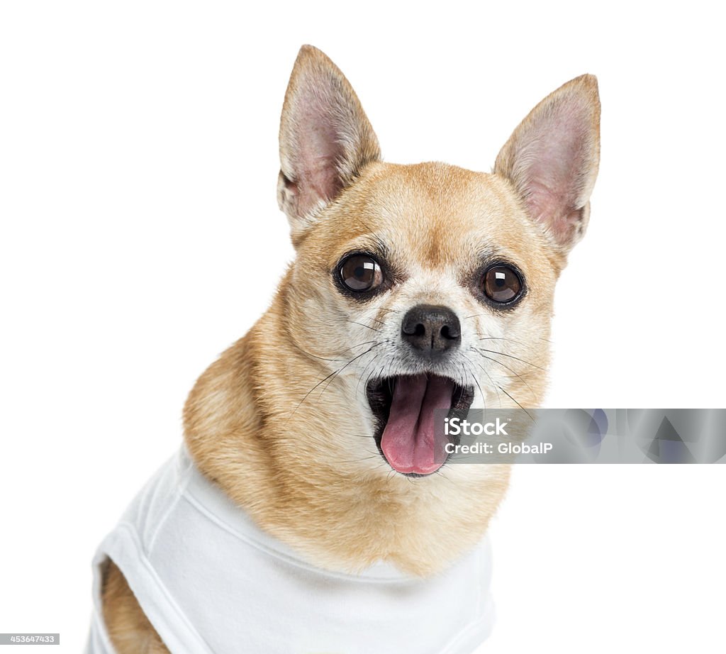 Nahaufnahme von einem angezogen Chihuahua Hecheln - Lizenzfrei Beige Stock-Foto