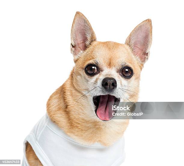 Nahaufnahme Von Einem Angezogen Chihuahua Hecheln Stockfoto und mehr Bilder von Beige - Beige, Chihuahua - Rassehund, Domestizierte Tiere