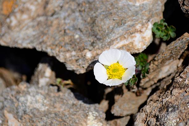 istock Alpine flower among rocks 453647817