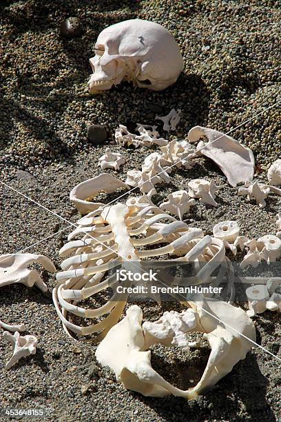 Deszyfrowanie The Dead - zdjęcia stockowe i więcej obrazów Anatomia człowieka - Anatomia człowieka, Antropologia, Archeologia