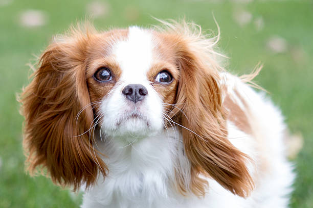 istock Cavalier King Charles Spaniel fur blowing in the wind 453648595