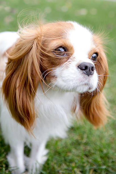 istock Cavalier King Charles Spaniel walking toward the camera 453648599