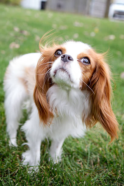 istock Cavalier King Charles Spaniel walking toward the camera 453648613