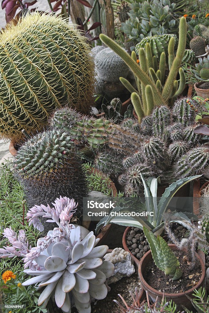 Сочетание многих succulents и Кактус - Стоковые фото Анализ на сахар роялти-фри