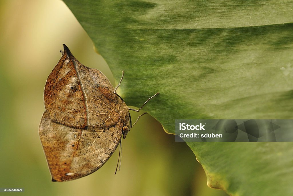 Butterfly natural camouflage Animal Stock Photo