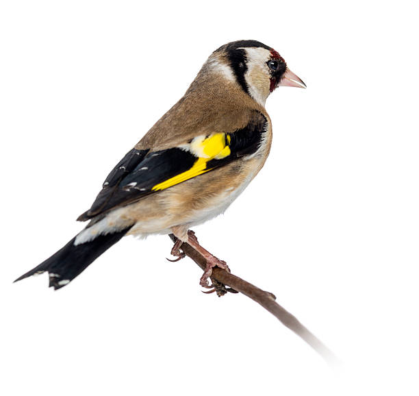 istock European Goldfinch, perched on a branch, isolated 453658379