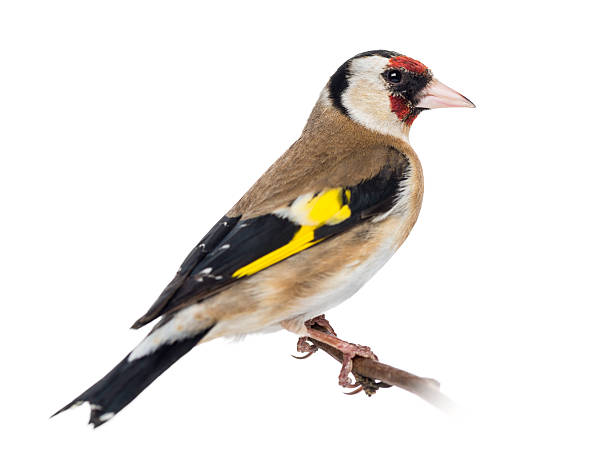istock European Goldfinch, perched on a branch, isolated 453658381