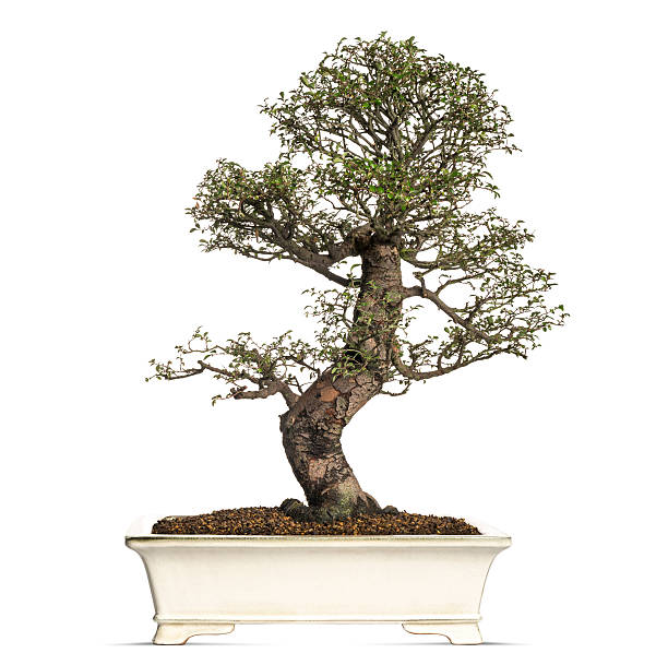 istock Elm bonsai tree, ulmus, isolated on white 453658389