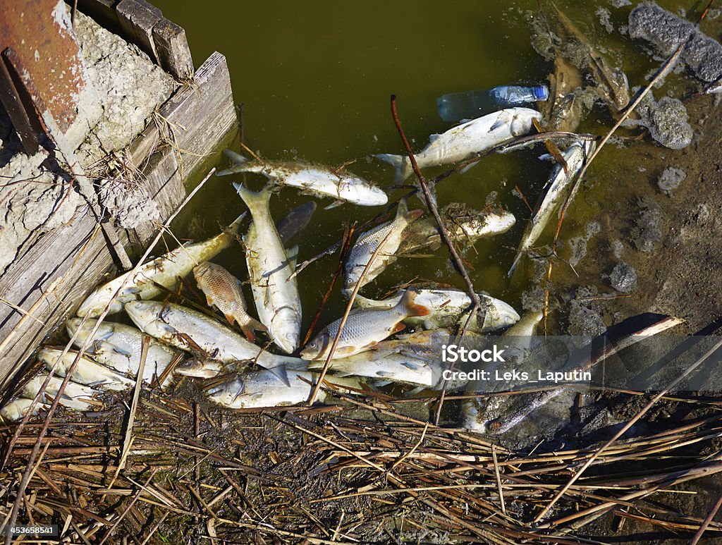 La Pollution - Photo de Déchets libre de droits