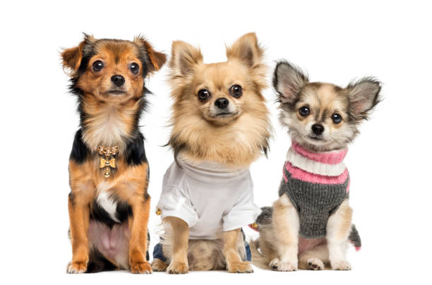 istock Group of dressed up Chihuahuas, isolated on white 453659295