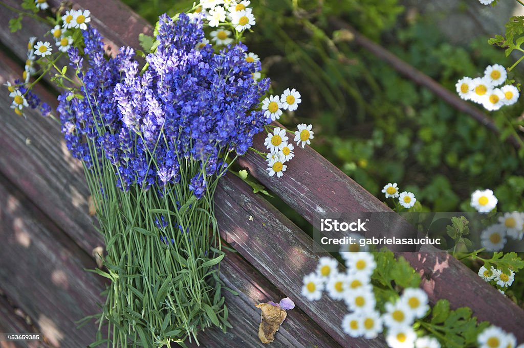 Lavanda - Royalty-free Ao Ar Livre Foto de stock