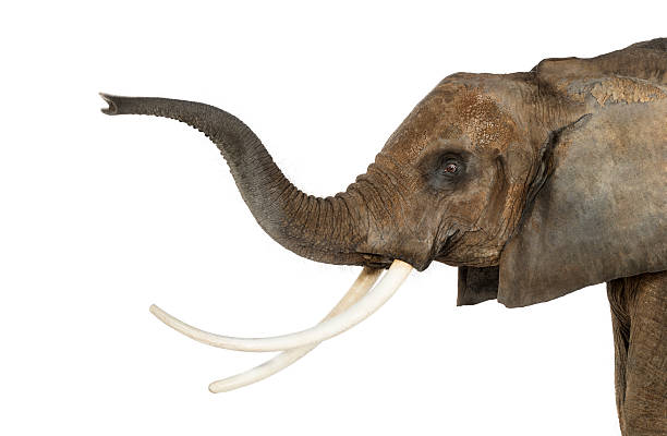 istock Close up of an African Elephant lifting its trunk, isolated 453659591