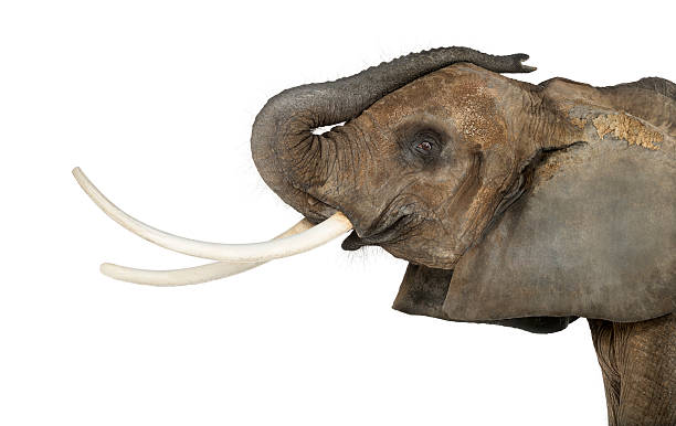 istock Close up of an African Elephant lifting its trunk, isolated 453659593