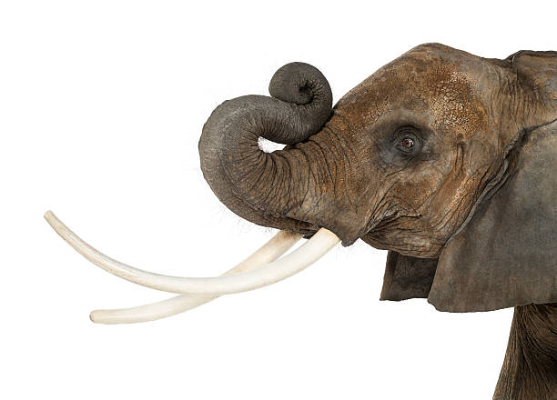 istock Close up of an African Elephant lifting its trunk, isolated 453659597