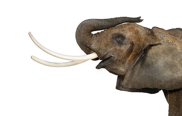 istock Close up of an African Elephant lifting its trunk, isolated 453659601