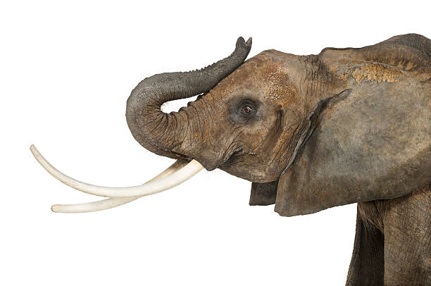 istock Close up of an African Elephant lifting its trunk, isolated 453659613